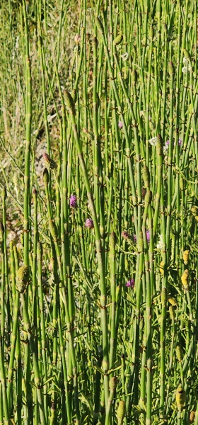 קובץ:2025-05-07T18 09 46.293180187085.jpg