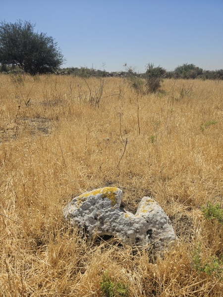 קובץ:2025-05-08T11 00 41.971741244503.jpg