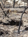 תמונה ממוזערת לגרסה מתאריך 08:38, 9 במאי 2025