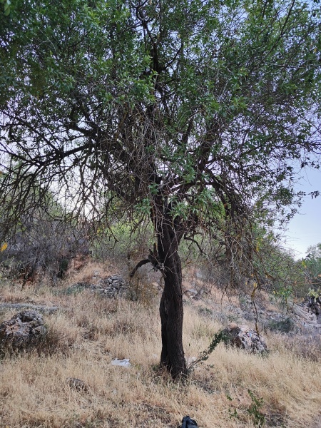 קובץ:2025-05-09T19 35 06.299004668486.jpg