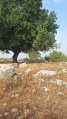 תמונה ממוזערת לגרסה מתאריך 12:52, 14 במאי 2025