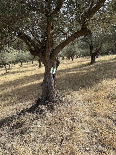 קובץ:2025-05-13T09 07 13.854363968573.jpg