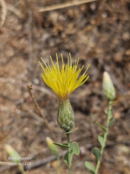 קובץ:2025-05-18T13 19 17.468659372074.jpg