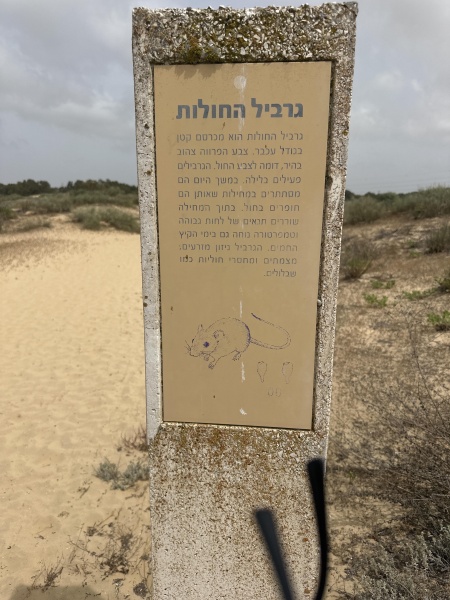 קובץ:2025-05-18T14 30 38.388496962969.jpg