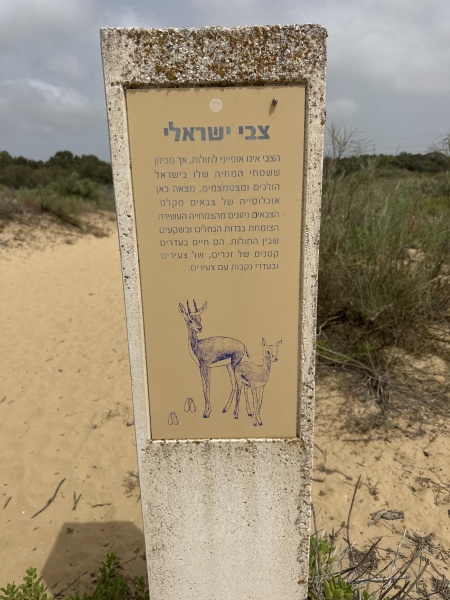 קובץ:2025-05-18T14 35 32.27450783734.jpg