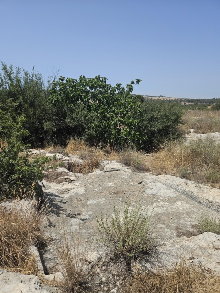 קובץ:2025-05-19T14 00 13.846872813180.jpg