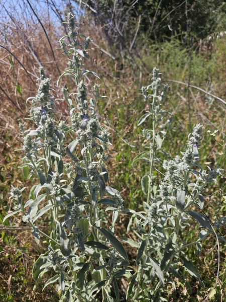 קובץ:2025-05-21T14 47 43.65215242016.jpg