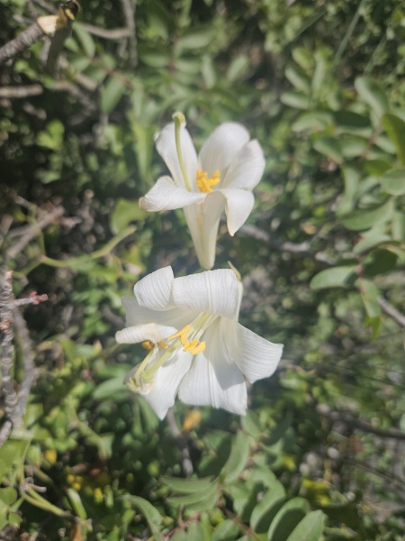 קובץ:2025-05-23T11 44 19.039648801145.jpg