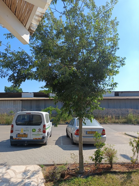 קובץ:2025-05-23T15 58 39.430454161839.jpg
