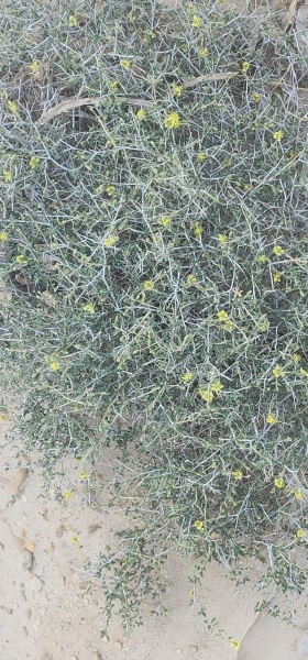 קובץ:2025-05-28T07 58 52.133201404384.jpg