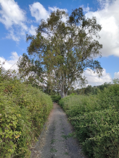 קובץ:2025-05-29T08 58 23.666809908476.jpg