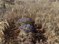 תמונה ממוזערת לגרסה מתאריך 13:45, 30 במאי 2025