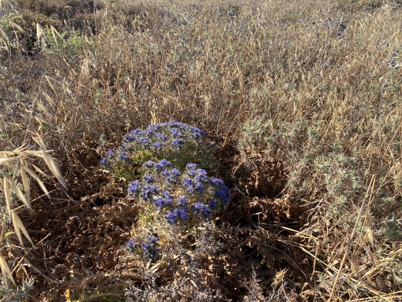 קובץ:2025-05-30T17 08 27.981111295782.jpg