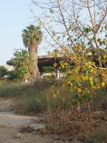 קובץ:2025-05-31T18 45 41.257444466899.jpg