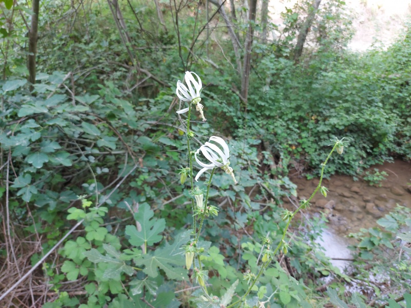 קובץ:2025-06-01T08 32 35.634353454111.jpg