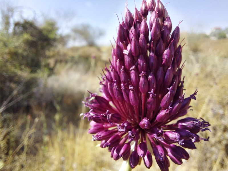 קובץ:2025-06-01T09 17 20.060569750072.jpg