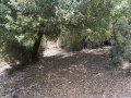 תמונה ממוזערת לגרסה מתאריך 09:23, 1 ביוני 2025