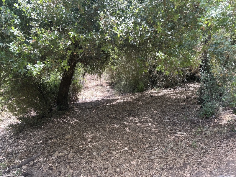 קובץ:2025-06-01T11 49 56.125182372938.jpg