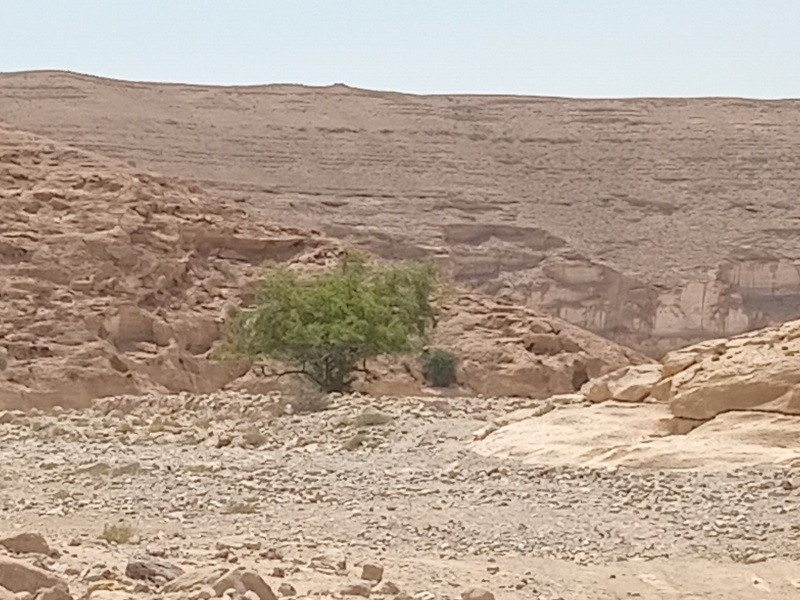 קובץ:2025-06-04T10 25 00.845586556460.jpg