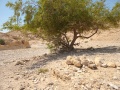 תמונה ממוזערת לגרסה מתאריך 15:41, 4 ביוני 2025