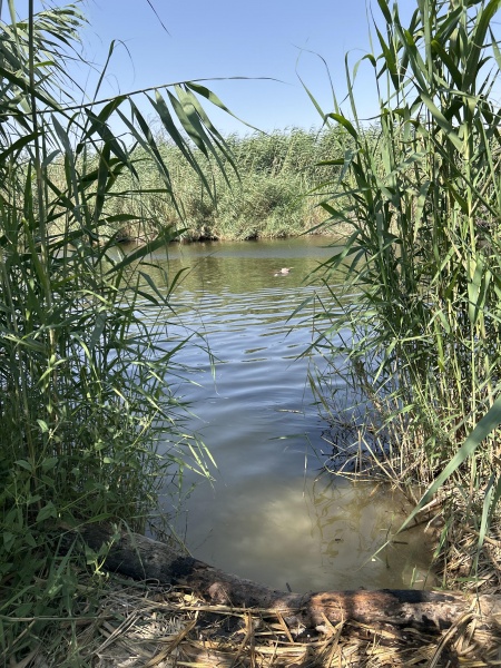 קובץ:2025-06-06T15 49 15.8395817316.jpg
