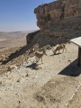 תמונה ממוזערת לגרסה מתאריך 04:01, 9 ביוני 2025