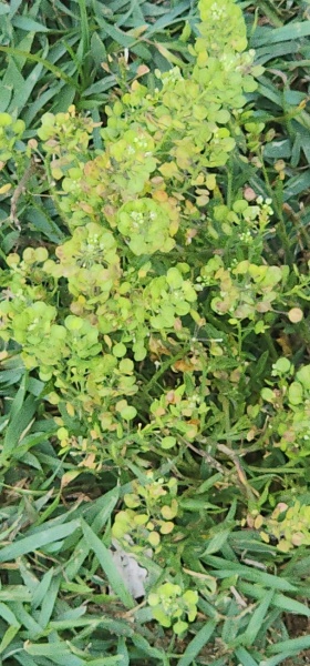 קובץ:2025-06-11T08 52 14.781111271864.jpg