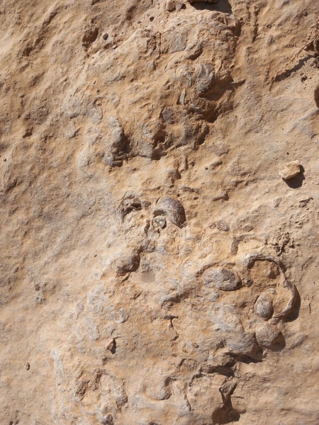 קובץ:2025-06-27T09 24 56.430044614465.jpg