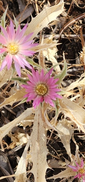 קובץ:2025-06-27T14 21 50.376579607579.jpg
