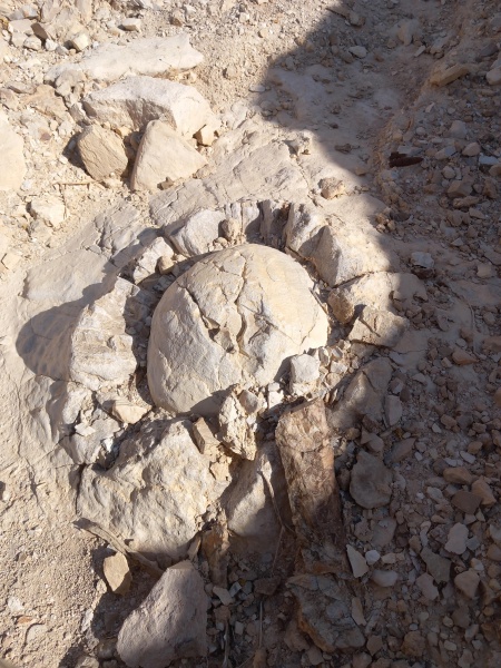 קובץ:2025-06-28T09 05 16.665545110799.jpg