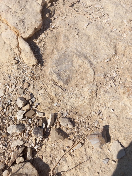 קובץ:2025-06-28T09 21 03.803816579371.jpg