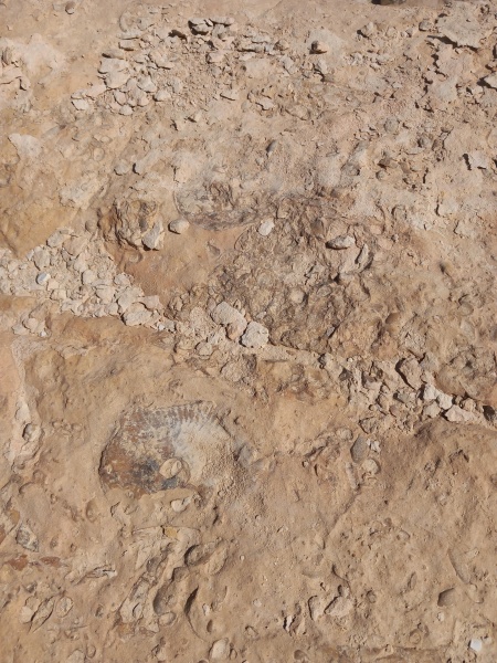 קובץ:2025-06-28T09 21 25.853063762875.jpg