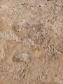 תמונה ממוזערת לגרסה מתאריך 06:31, 28 ביוני 2025