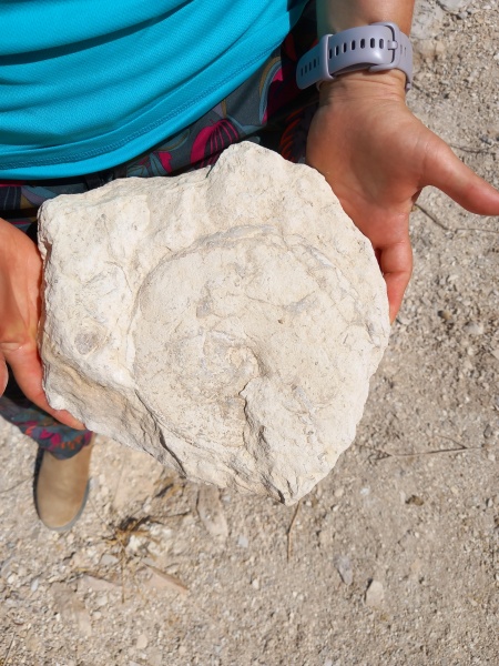 קובץ:2025-06-28T09 32 04.117111329114.jpg