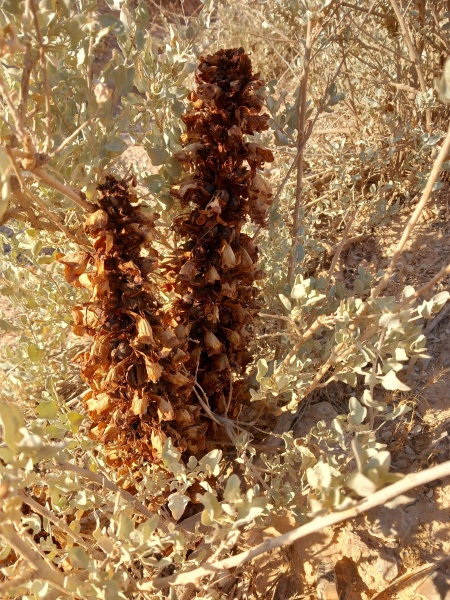 קובץ:2025-06-29T07 09 11.381400893272.jpg