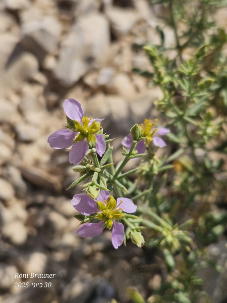 קובץ:2025-06-30T09 59 57.586490969998.jpg