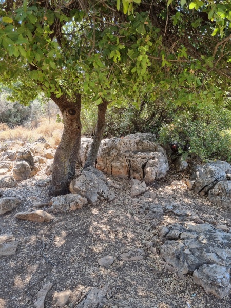 קובץ:2025-06-30T10 04 29.986878701026.jpg