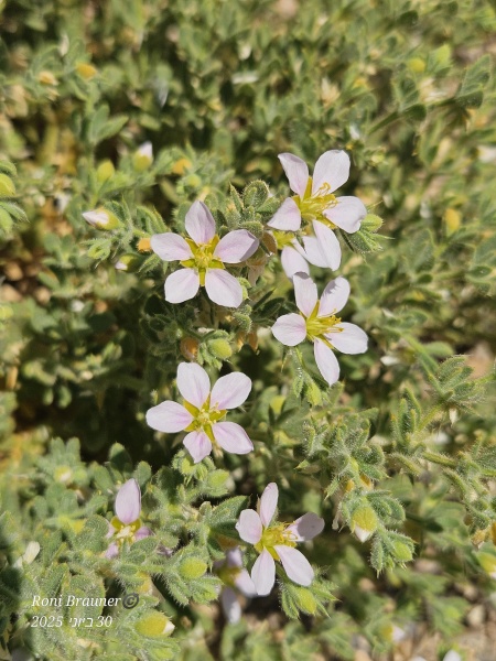 קובץ:2025-06-30T11 16 41.522594501811.jpg