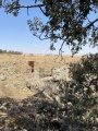 תמונה ממוזערת לגרסה מתאריך 11:48, 30 ביוני 2025