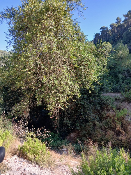 קובץ:2025-07-02T08 01 48.68282388689.jpg