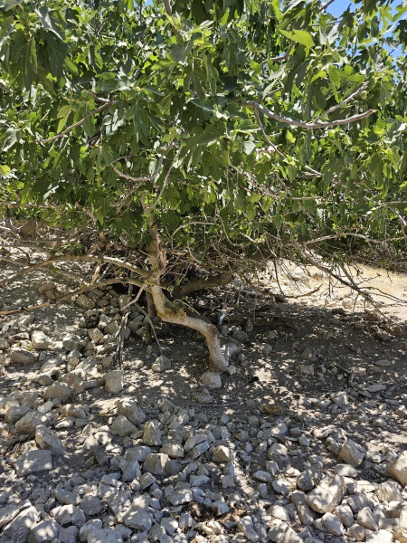קובץ:2025-07-07T12 50 38.527191192273.jpg