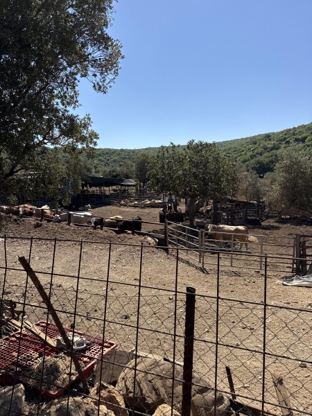 קובץ:2025-07-09T10 22 50.565977278756.jpg