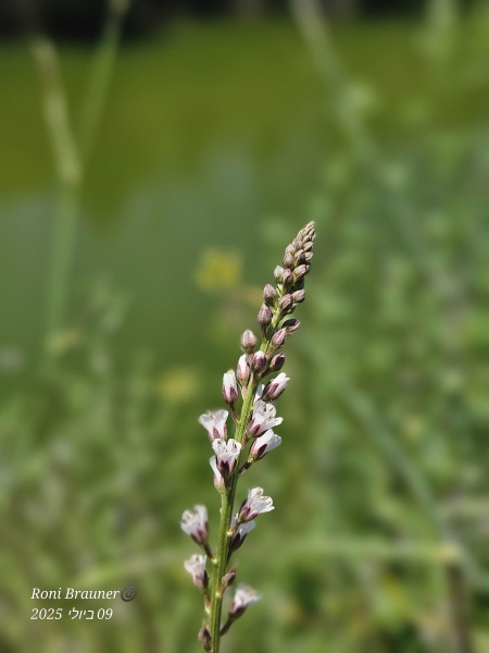 קובץ:2025-07-09T12 44 56.763682987134.jpg