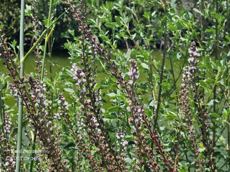 קובץ:2025-07-09T12 45 07.627196733902.jpg