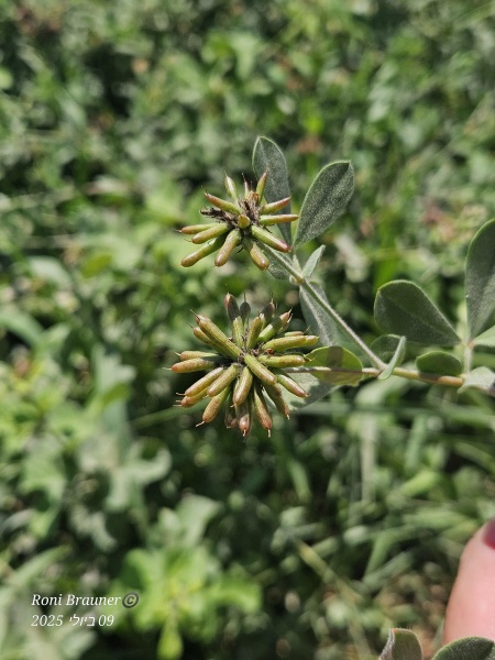 קובץ:2025-07-09T13 27 43.252754145646.jpg