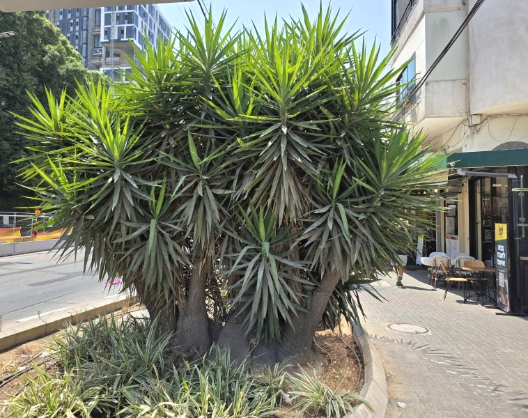 קובץ:2025-07-11T11 02 38.746507639753.jpg