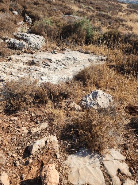 קובץ:2025-07-11T17 18 49.636334419580.jpg