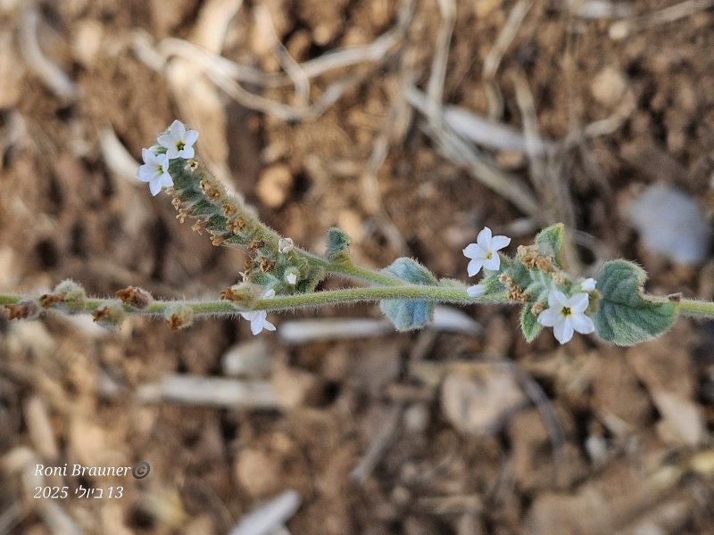 קובץ:2025-07-13T10 39 45.628651633295.jpg
