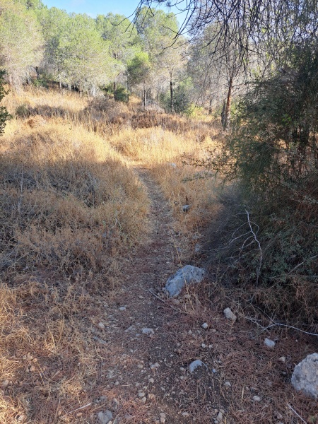 קובץ:2025-07-15T08 08 52.701553242311.jpg