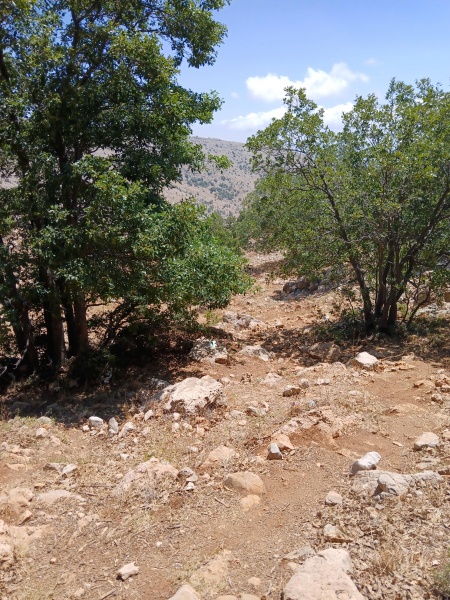קובץ:2025-07-15T13 46 29.719850271953.jpg